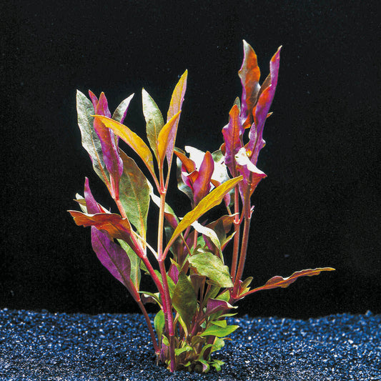 Alternanthera Cardinalis