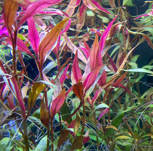 alternanthera rosaefolia 1 Tige