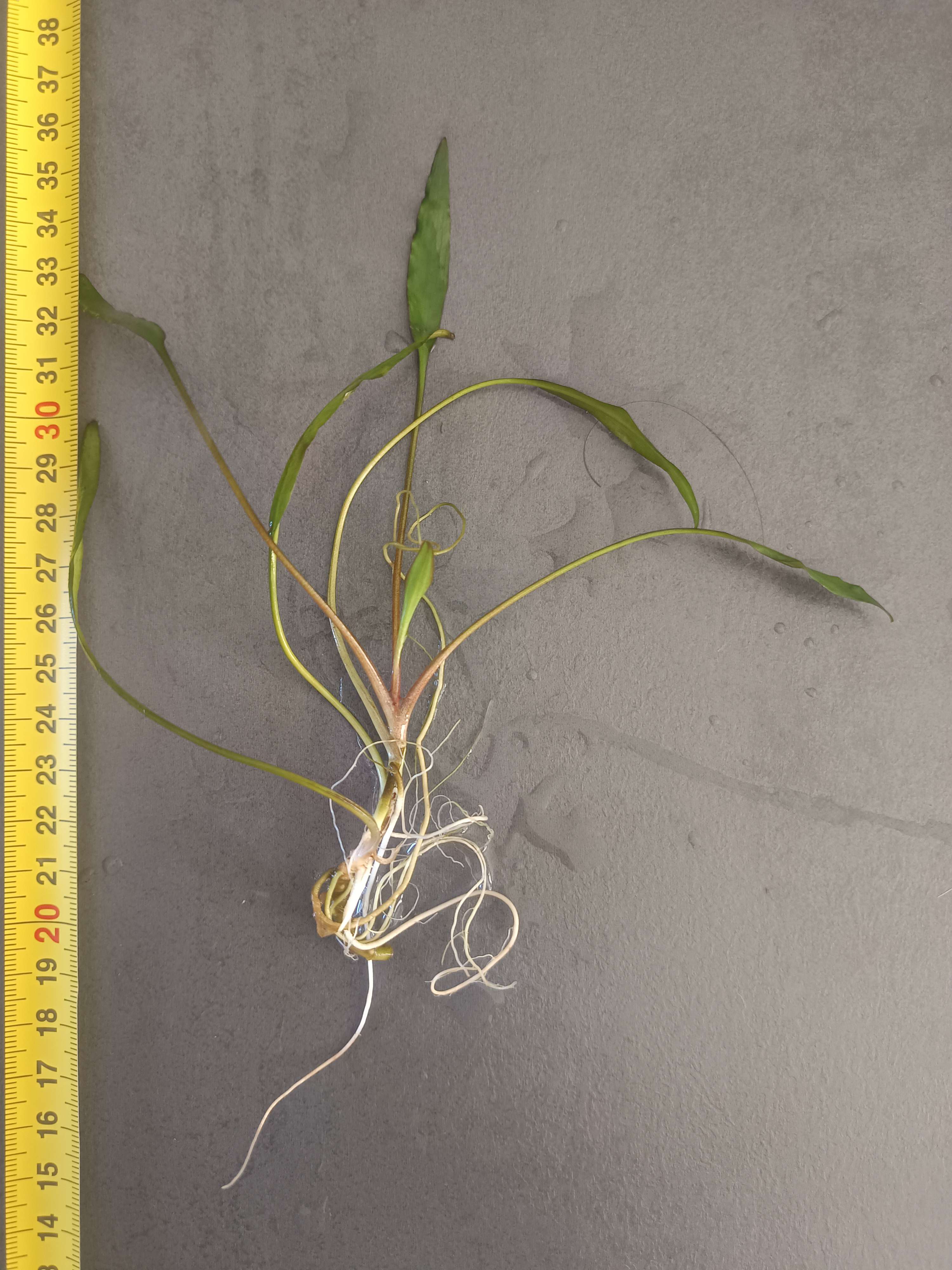Cryptocoryne Lucens