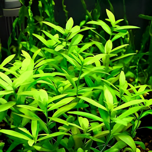 Hygrophila Polysperma 1 Tige