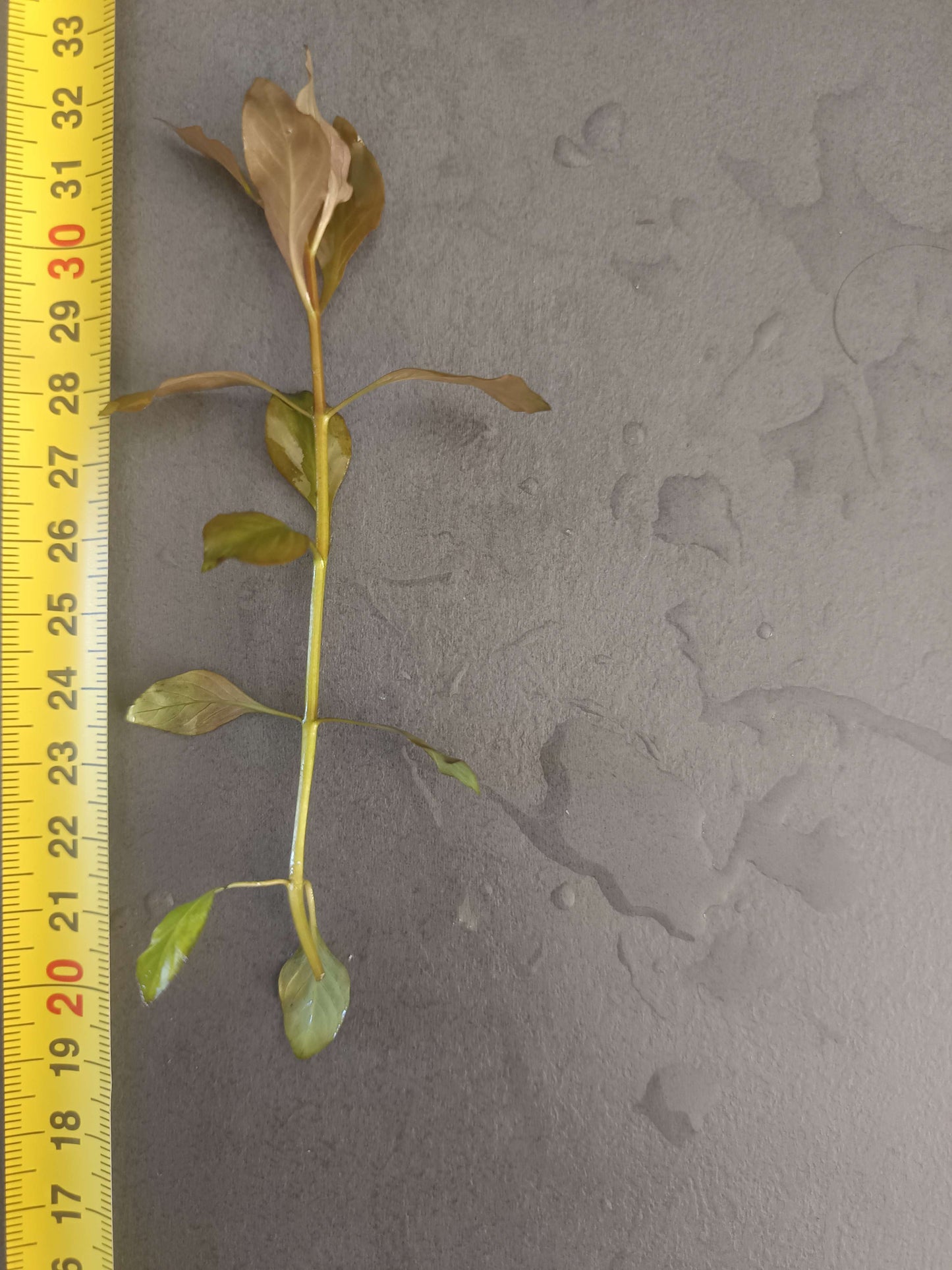 Ludwigia respens 1 Tige