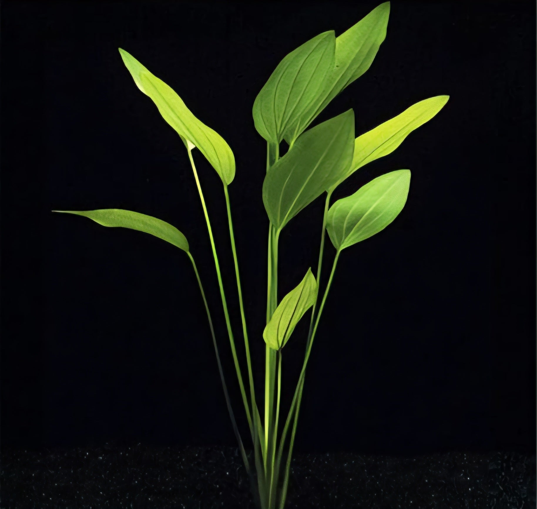 Echinodorus argentinensis