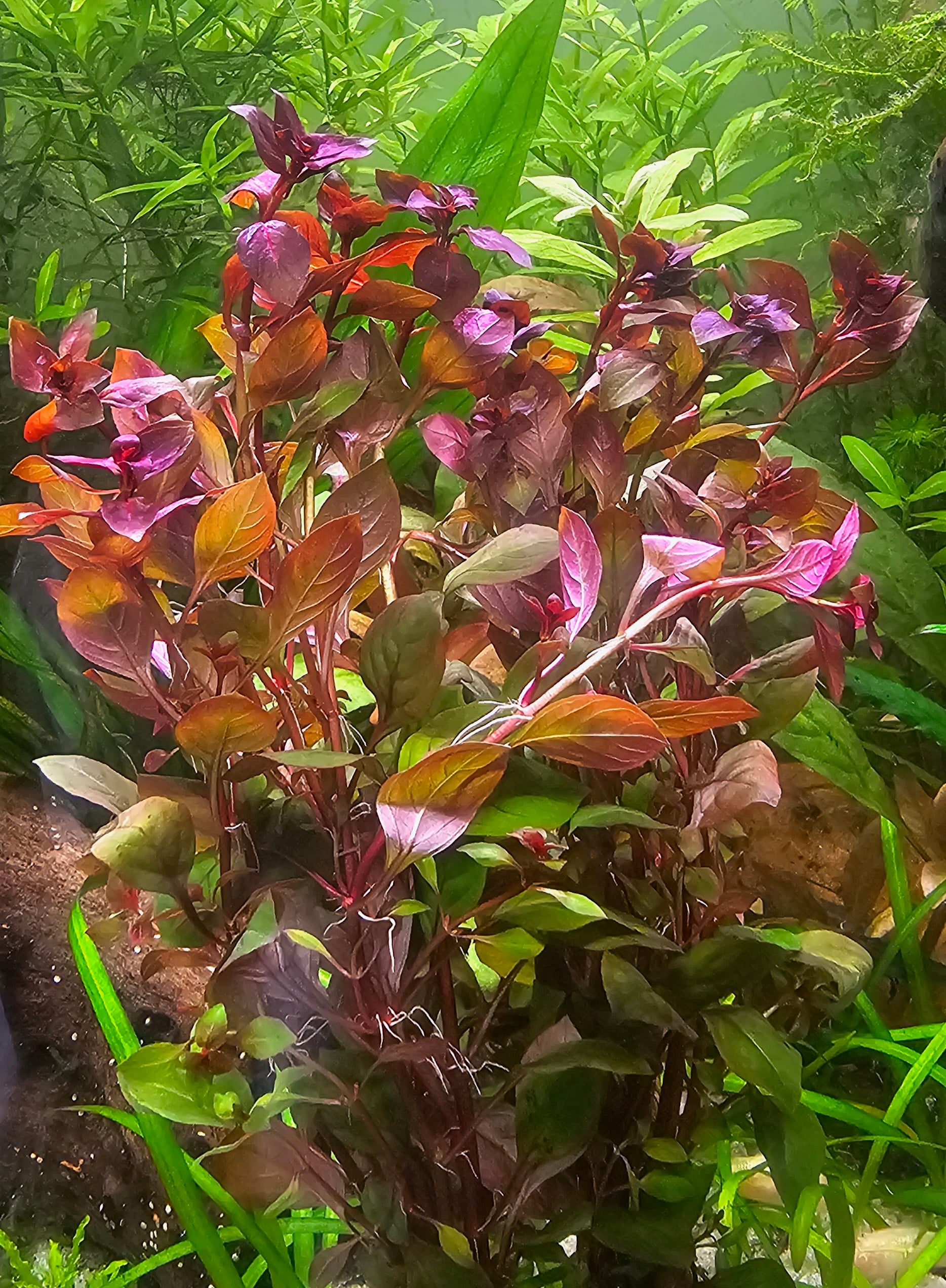 Ludwigia Super Red