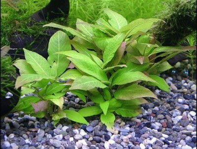 Hygrophila Corymbosa