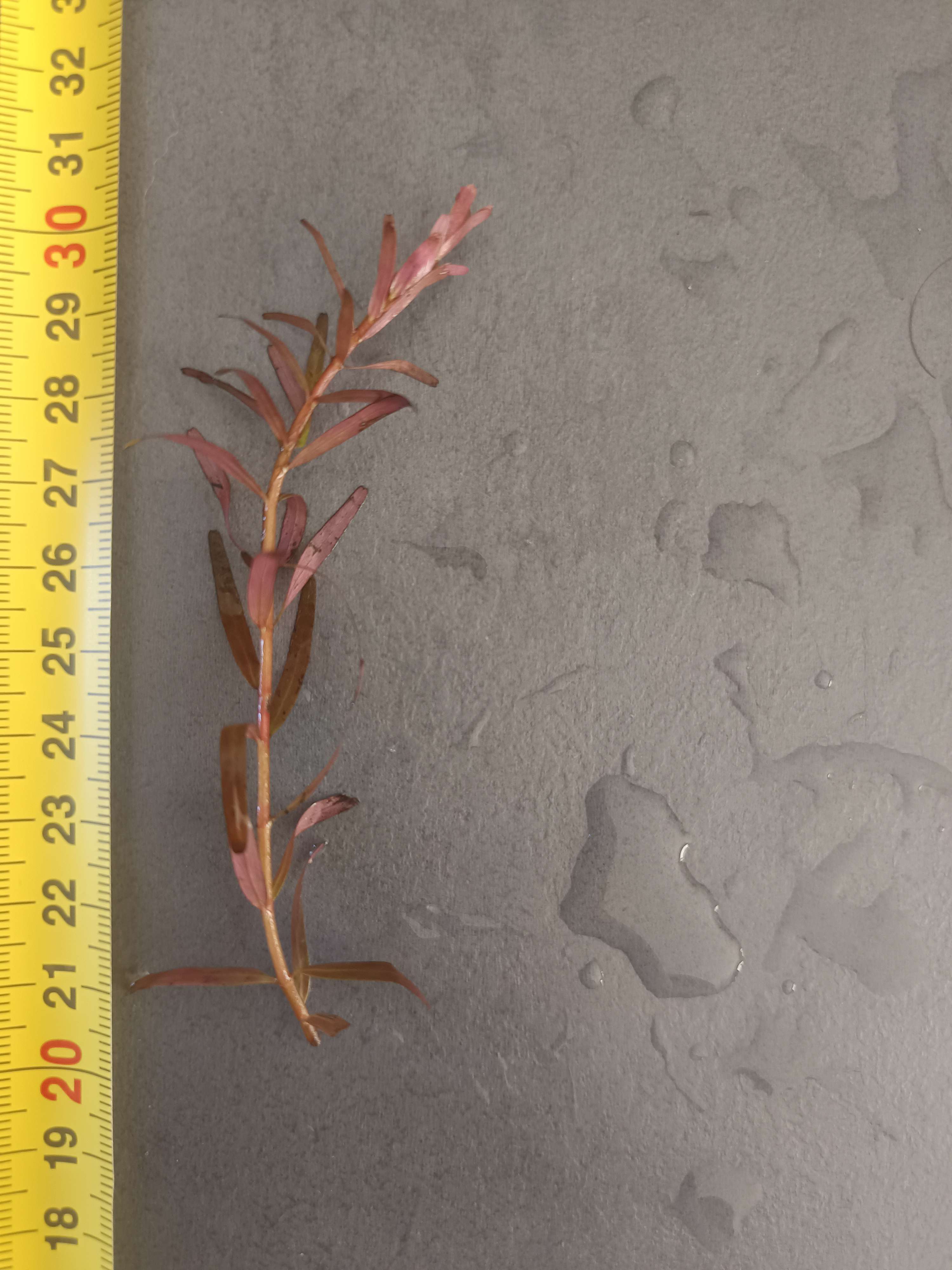 Rotala H'ra