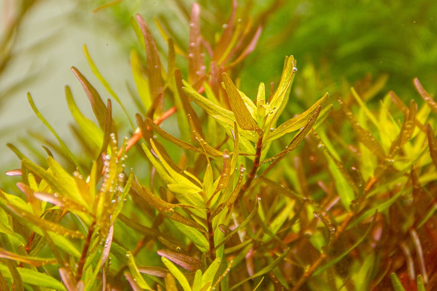 Rotala Laos